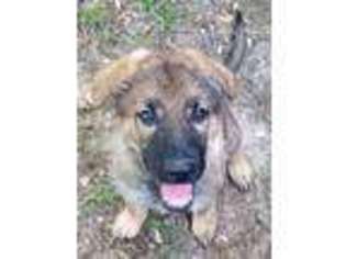 German Shepherd Dog Puppy for sale in Maud, TX, USA