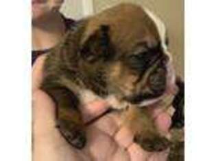 Bulldog Puppy for sale in Camp Hill, PA, USA
