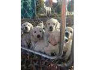 Golden Retriever Puppy for sale in Greenville, SC, USA