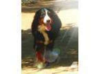 Bernese Mountain Dog Puppy for sale in TEMECULA, CA, USA