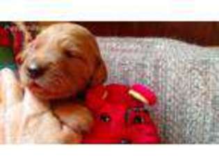 Golden Retriever Puppy for sale in Walnut Grove, MN, USA