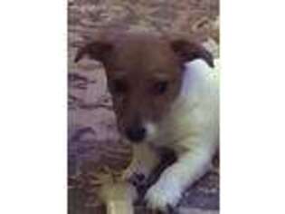 Jack Russell Terrier Puppy for sale in Boonsboro, MD, USA