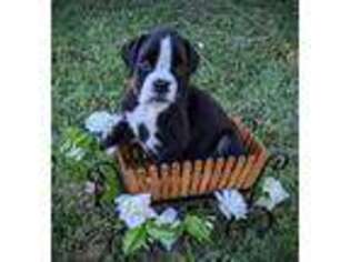Boxer Puppy for sale in Salina, OK, USA