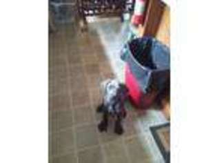 Great Dane Puppy for sale in Calhoun, IL, USA