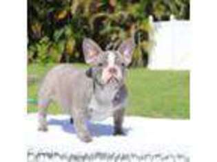 French Bulldog Puppy for sale in Port Saint Lucie, FL, USA