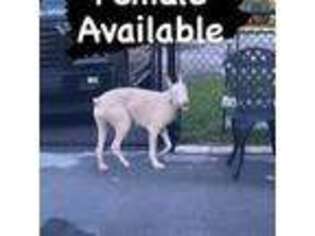 Doberman Pinscher Puppy for sale in Hollywood, FL, USA