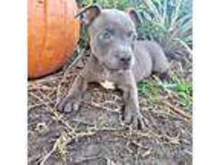 Staffordshire Bull Terrier Puppy for sale in Houston, TX, USA