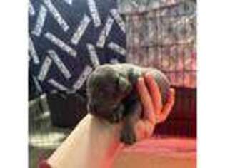Doberman Pinscher Puppy for sale in Cookstown, NJ, USA