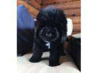 Newfoundland Puppy for sale in Lyndonville, NY, USA