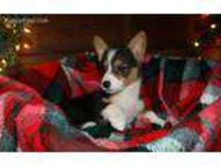 Pembroke Welsh Corgi Puppy for sale in Gilman, WI, USA