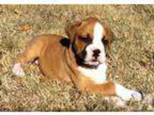 Boxer Puppy for sale in OKLAHOMA CITY, OK, USA