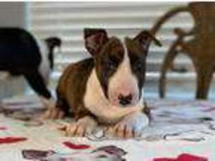 Bull Terrier Puppy for sale in Weatherford, TX, USA