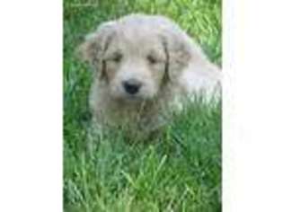 Goldendoodle Puppy for sale in Rossville, IN, USA