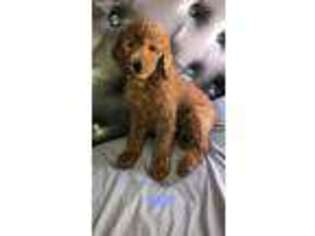 Goldendoodle Puppy for sale in Reedley, CA, USA