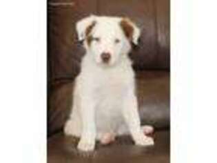 Border Collie Puppy for sale in Clay Springs, AZ, USA