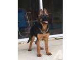 German Shepherd Dog Puppy for sale in TAMPA, FL, USA