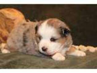 Miniature Australian Shepherd Puppy for sale in Laurel, NE, USA