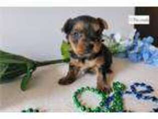 Yorkshire Terrier Puppy for sale in Little Rock, AR, USA