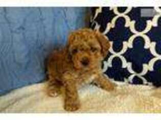 Cavachon Puppy for sale in Albuquerque, NM, USA