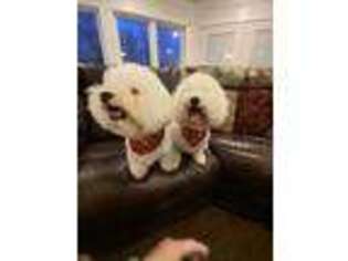 Bichon Frise Puppy for sale in Indianapolis, IN, USA