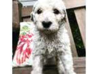 Labradoodle Puppy for sale in Denton, NC, USA