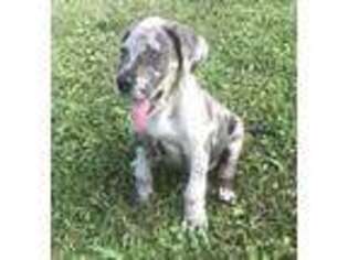 Great Dane Puppy for sale in Trezevant, TN, USA