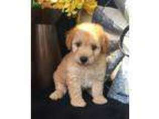 Goldendoodle Puppy for sale in Denton, TX, USA