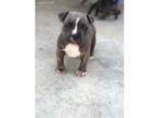 Mutt Puppy for sale in Lakewood, CA, USA