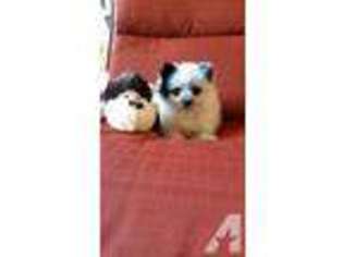 Pomeranian Puppy for sale in CLACKAMAS, OR, USA