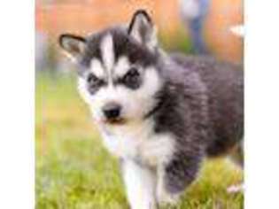 Siberian Husky Puppy for sale in Maple Valley, WA, USA