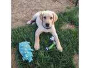 Labrador Retriever Puppy for sale in Carson City, NV, USA