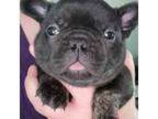 French Bulldog Puppy for sale in Ola, AR, USA