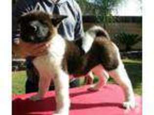 Akita Puppy for sale in BORING, OR, USA