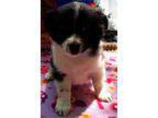 Border Collie Puppy for sale in Sikeston, MO, USA
