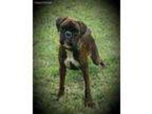 Boxer Puppy for sale in Salina, OK, USA