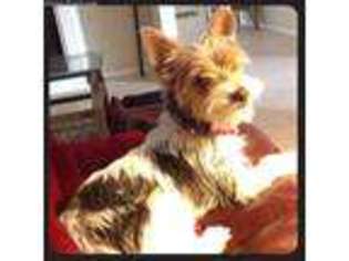 Yorkshire Terrier Puppy for sale in Florence, AZ, USA