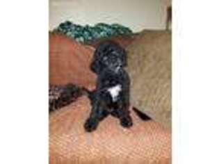 Labradoodle Puppy for sale in San Diego, CA, USA