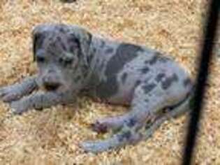 Great Dane Puppy for sale in Estill Springs, TN, USA