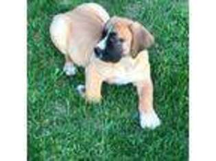 Boerboel Puppy for sale in Lorain, OH, USA