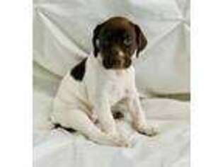 German Shorthaired Pointer Puppy for sale in Glennville, GA, USA