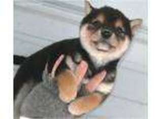 Shiba Inu Puppy for sale in Boston, MA, USA