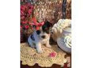 Mutt Puppy for sale in KYLE, TX, USA