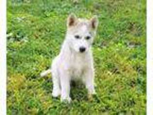 Siberian Husky Puppy for sale in Babylon, NY, USA