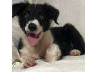 Border Collie Puppy for sale in Trenton, FL, USA