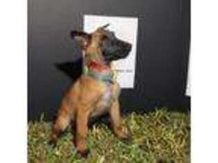 Belgian Malinois Puppy for sale in Miami, FL, USA