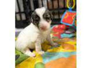 Mutt Puppy for sale in Willacoochee, GA, USA
