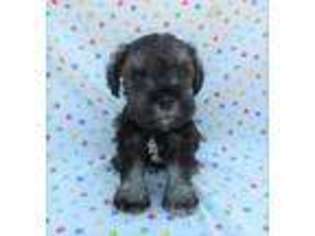Mutt Puppy for sale in Readstown, WI, USA