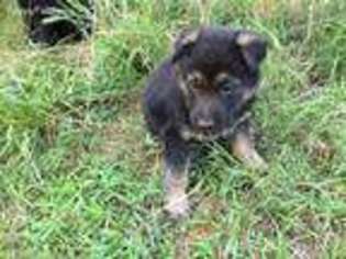 German Shepherd Dog Puppy for sale in East Bend, NC, USA