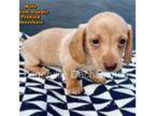 Dachshund Puppy for sale in Ridgecrest, CA, USA