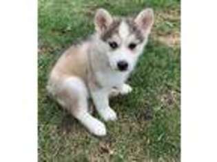 Siberian Husky Puppy for sale in Woburn, MA, USA